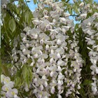 Glycine du japon floribunda lipstick/wisteria floribunda lipstick[-]pot de 3l - echelle bambou 60/120 cm