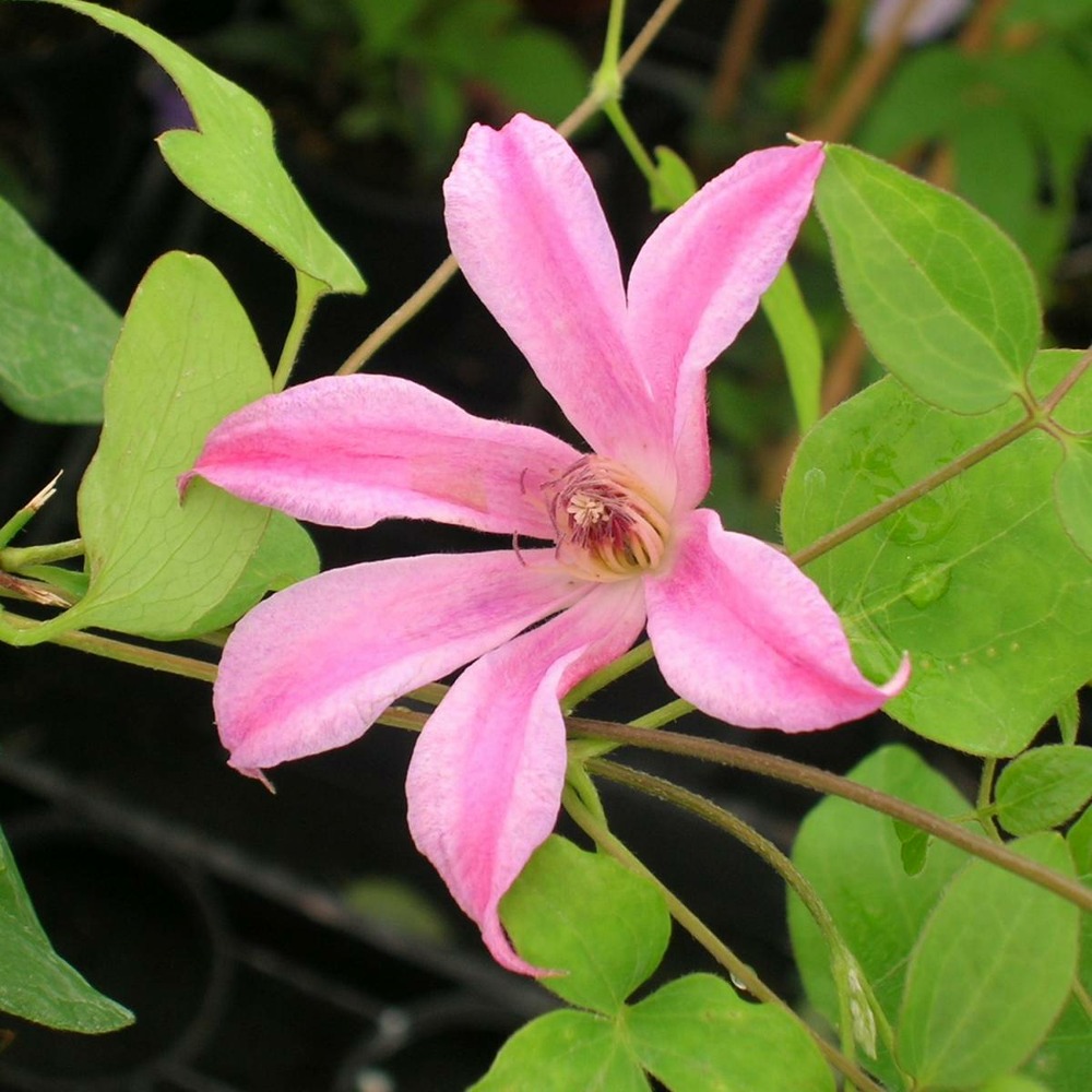 Clématite texensis duchess of albany/clematis texensis duchess of albany[-]pot de 3l - echelle bambou 60/120 cm
