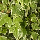Lierre à patte d'oie helix sagittifolia variegata/hedera helix sagittifolia variegata[-]pot de 2l - tuteut bambou 90 cm