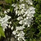 Glycine soyeuse venusta/wisteria venusta[-]pot de 3l - echelle bambou 60/120 cm