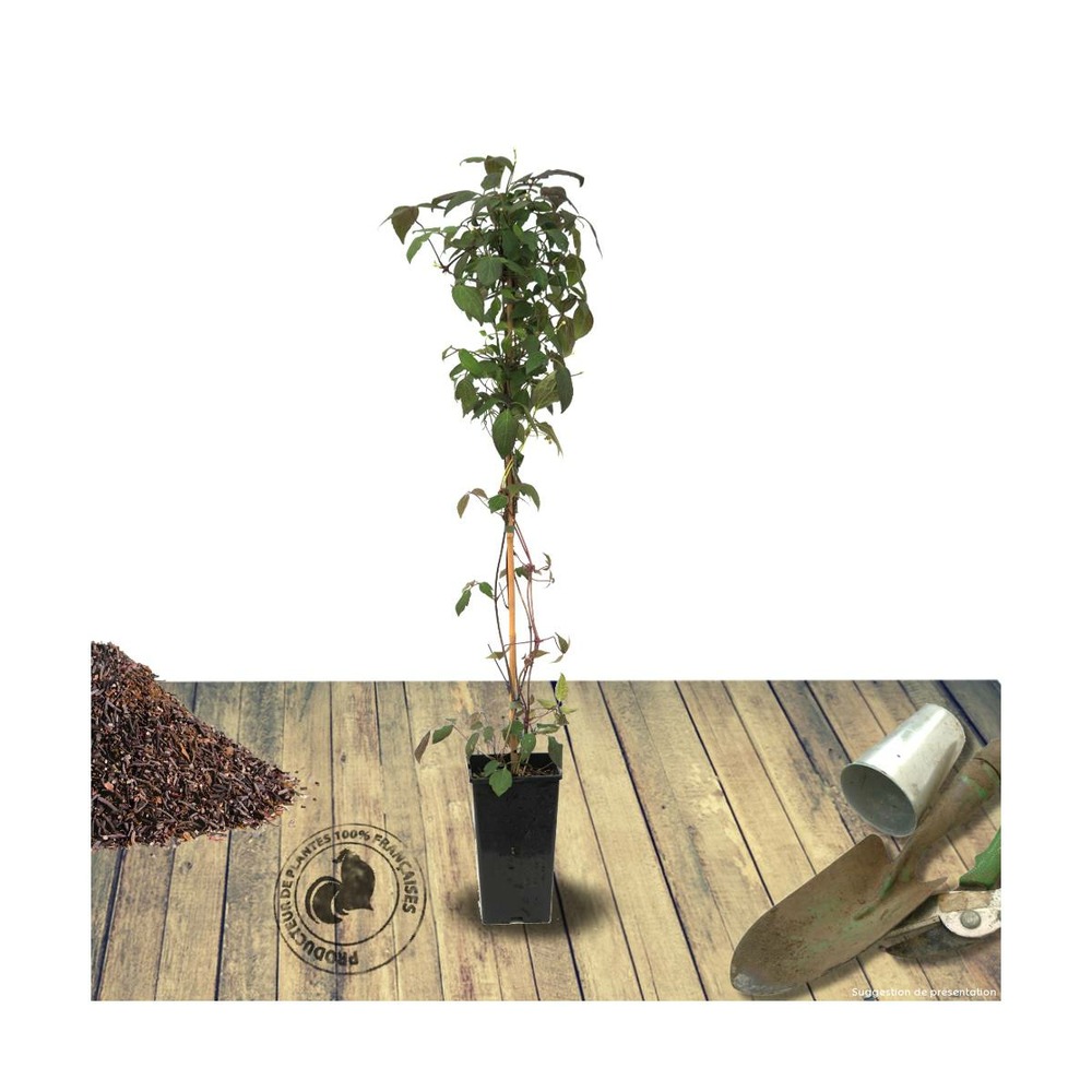 Clématite montana marjorie/clematis montana marjorie[-]pot de 3l - echelle bambou 60/120 cm