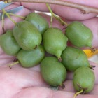 Kiwi de sibérie arguta issaï (autofertile)/actinidia arguta issaï (autofertile)[-]godet - 5/20 cm