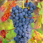 Vigne vinifera ampelia® aladin/vitis vinifera ampelia® aladin[-]pot de 6l - 100/150 cm