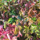 Vigne vierge quinquefolia murorum/parthenocissus quinquefolia murorum[-]pot de 1,5l - tuteur bambou 30/60 cm