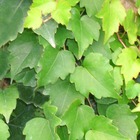 Vigne vierge tricuspidata minutifolia/parthenocissus tricuspidata minutifolia[-]pot de 3l - echelle bambou 60/120 cm