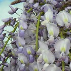 Glycine du japon floribunda issaï/wisteria floribunda issaï[-]pot de 3l - echelle bambou 60/120 cm