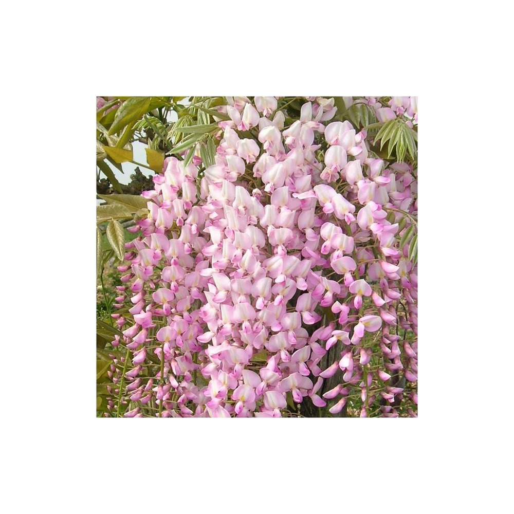 Glycine du japon floribunda pink ice/wisteria floribunda pink ice[-]pot de 3l - echelle bambou 60/120 cm