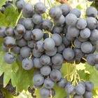 Vigne vinifera alphonse lavallée/vitis vinifera alphonse lavallée[-]pot de 3l - 60/120 cm