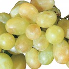 Vigne vinifera muscat d'alexandrie/vitis vinifera muscat d'alexandrie[-]pot de 3l - 60/120 cm