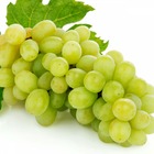 Vigne vinifera exalta/vitis vinifera exalta[-]pot de 3l - 60/80 cm