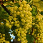Vigne vinifera dattier de beyrouth/vitis vinifera dattier de beyrouth[-]pot de 3l - 60/120 cm