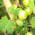 Groseillier à maquereaux uva-crispa captivator/ribes uva-crispa captivator[-]pot de 5l - touffe