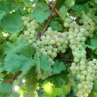 Vigne vinifera perlette/vitis vinifera perlette[-]pot de 3l - 60/120 cm