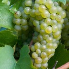 Vigne vinifera perle de csaba/vitis vinifera perle de csaba[-]pot de 3l - 60/120 cm