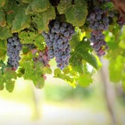 Vigne vinifera muscat rouge de madère/vitis vinifera muscat rouge de madère[-]pot de 3l - 60/120 cm