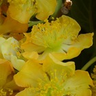 Kiwi chinensis golden delight (mâle)/actinidia chinensis golden delight (mâle)[-]pot de 3l - 60/120 cm