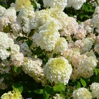 Hortensia paniculata diamantino® 'ren101'/hydrangea paniculata diamantino® 'ren101'[-]godet - 5/20 cm