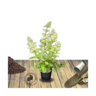 Hortensia paniculata pinky winky®/hydrangea paniculata pinky winky®[-]pot de 7,5l - 60/80 cm