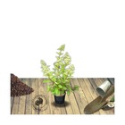 Hortensia paniculata pinky winky®/hydrangea paniculata pinky winky®[-]pot de 3l - 40/60 cm