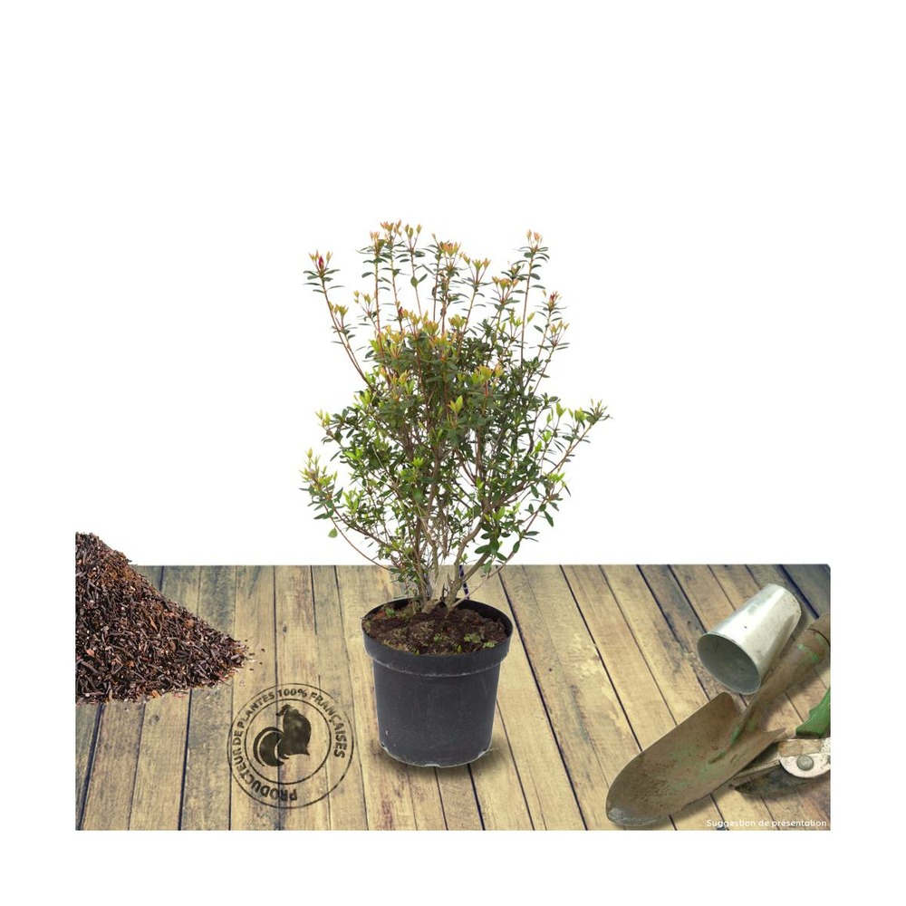 Azalée japonaise japonica palestrina/azalea japonica 'palestrina'[-]pot de 7,5l - 40/60 cm