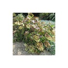 Hortensia quercifolia alice/hydrangea quercifolia alice[-]godet - 5/20 cm