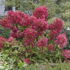 Hortensia paniculata diamant rouge® 'rendia'/hydrangea paniculata diamant rouge® 'rendia'[-]pot de 10l - 80/120 cm