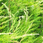 Genévriers x media mint julep/juniperus x media mint julep[-]godet - 5/20 cm
