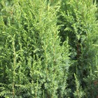 Genévrier commun communis compressa/juniperus communis compressa[-]pot de 3l - 20/40 cm