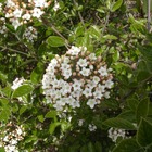 Viorne de burkwood x burkwoodi/viburnum x burkwoodi[-]pot de 7,5l - 80/100 cm