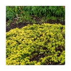 Genévrier rampant horizontalis golden carpet/juniperus horizontalis golden carpet[-]godet - 5/20 cm