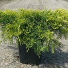 Genévriers x media pfitzeriana aurea/juniperus x media pfitzeriana aurea[-]pot de 5l - 40/60 cm