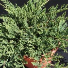 Genévrier rampant horizontalis prince of wales/juniperus horizontalis prince of wales[-]godet - 5/20 cm