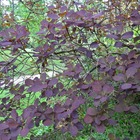 Arbre à perruque coggygria royal purple/cotinus coggygria 'royal purple'[-]godet - 5/20 cm