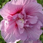 Hibiscus syriacus lavender chiffon® 'notwoodone'/hibiscus syriacus lavender chiffon® 'notwoodone'[-]pot de 4l - 40/60 cm