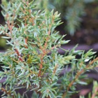 Genévrier commun communis hibernica/juniperus communis hibernica[-]godet - 5/20 cm
