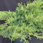 Genévrier rampant horizontalis andorra compacta/juniperus horizontalis andorra compacta[-]godet - 5/20 cm