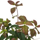 Viorne tin tinus purpureum/viburnum tinus purpureum[-]godet - 5/20 cm
