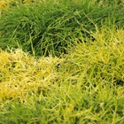 Faux cyprès pisifera sungold/chamaecyparis pisifera sungold[-]pot de 5l - 40/60 cm
