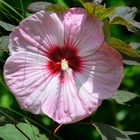 Hibiscus des marais moscheutos blanc à coeur rouge/hibiscus moscheutos blanc à coeur rouge[-]pot de 3l - 20/40 cm