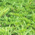 Genévrier sabine sabina tamariscifolia/juniperus sabina tamariscifolia[-]pot de 3l - 20/40 cm