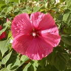 Hibiscus des marais moscheutos rouge/hibiscus moscheutos rouge[-]pot de 4l - 40/60 cm