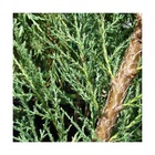 Genévrier des rocheuses scopulorum skyrocket/juniperus scopulorum skyrocket[-]godet - 5/20 cm