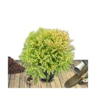Cèdre du japon japonica globosa nana/cryptomeria japonica globosa nana[-]pot de 12l - 50/60 cm