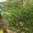 Laurier palme laurocerasus caucasica dart's/prunus laurocerasus caucasica dart's[-]pot de 4l - 40/60 cm