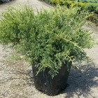Genévriers x media pfitzeriana glauca/juniperus x media pfitzeriana glauca[-]pot de 15l - 60/80 cm