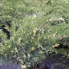 Genévrier sabine sabina variegata/juniperus sabina variegata[-]godet - 5/20 cm