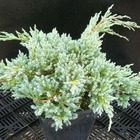 Genévrier écailleux squamata blue carpet/juniperus squamata blue carpet[-]pot de 3l - 20/40 cm