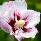 Hibiscus syriacus pinky spot® 'minspot'/hibiscus syriacus pinky spot® 'minspot'[-]pot de 7,5l - tigette