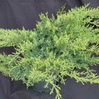 Genévriers x media pfitzeriana compacta/juniperus x media pfitzeriana compacta[-]pot de 3l - 20/40 cm