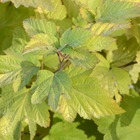 Physocarpe à feuilles d'obier opulifolius angel gold® 'minange'/physocarpus opulifolius angel gold® 'minange'[-]pot de 4l - 40/60 cm